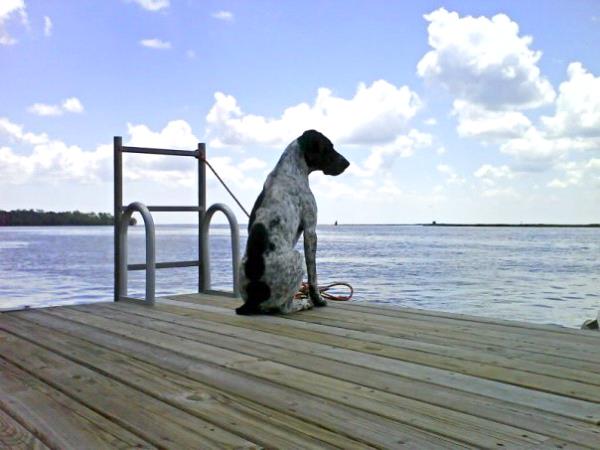 /images/uploads/southeast german shorthaired pointer rescue/segspcalendarcontest2019/entries/11589thumb.jpg